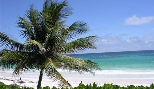 A palm tree on a white sandy beach in the Bahamas Island Travel destination.