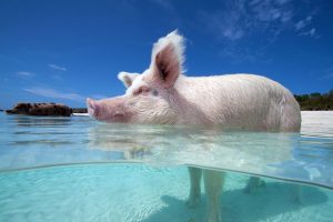  Swimming  Pigs Day Tour From Florida