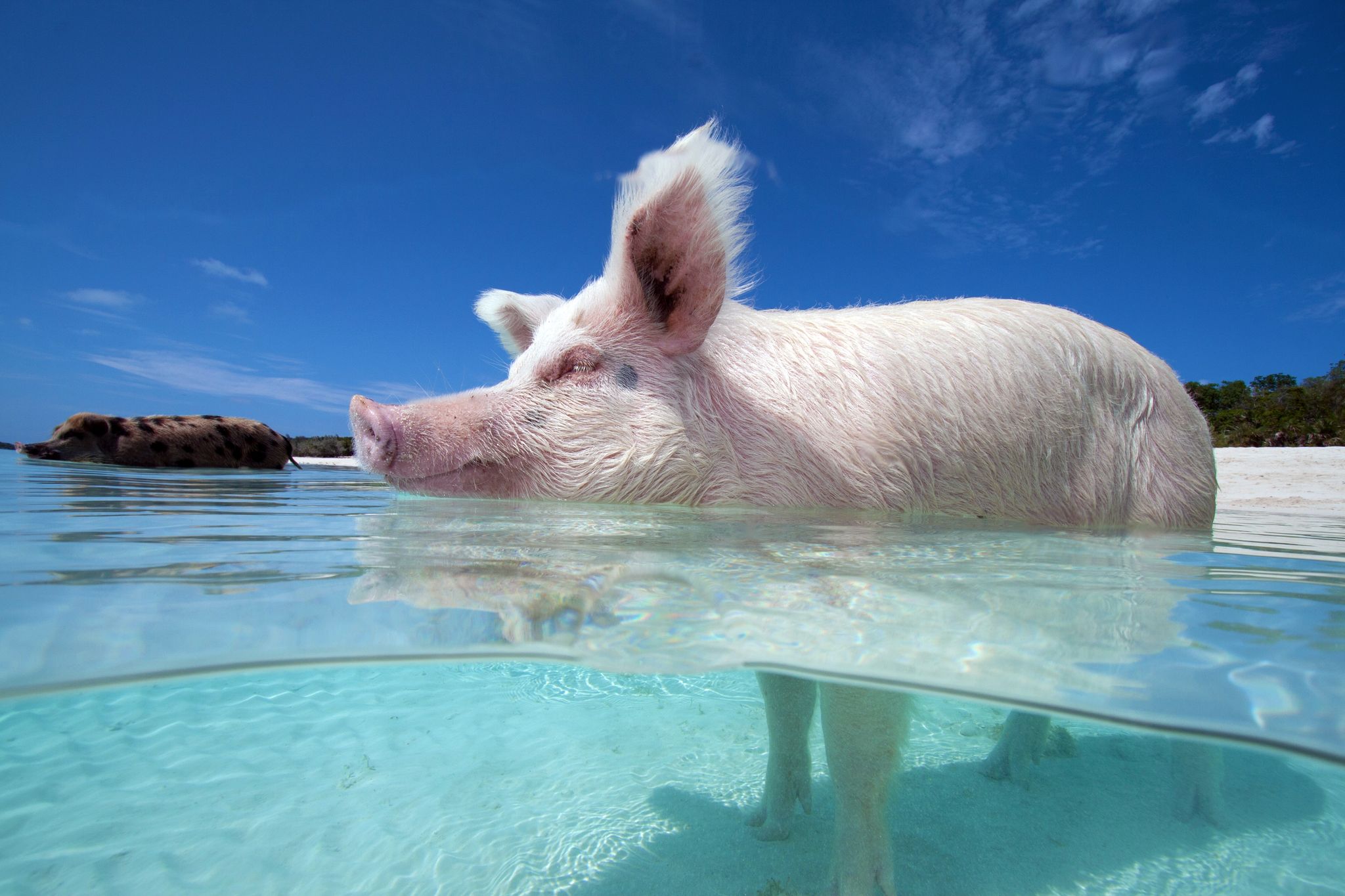 Plunge into Paradise on Staniel Cay’s Swimming  Pigs Day Trip From Florida
