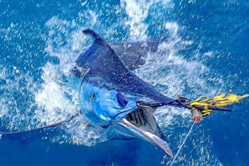 A blue marlin fish with its mouth open, a sight often found during day tours to the Bahamas.