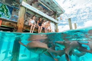 Compass Cay Swim With The Nurse Sharks