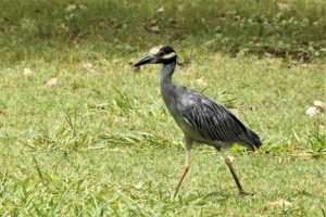 A gray bird is walking across the grass in the Bahamas.