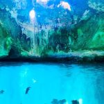 A group of fish swimming in the blue water of a cave located during a Bahamas Day Tour.
