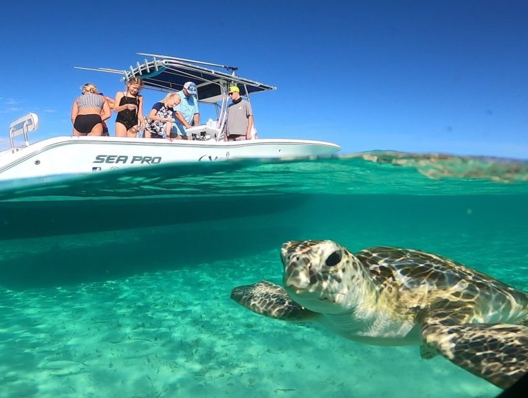 A group of people enjoying a Bahamas Day tour on a boat, spotting a majestic turtle swimming in the crystal-clear waters.