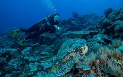 A scuba diver exploring the beautiful underwater world with a turtle during their Bahamas scuba diving adventure.