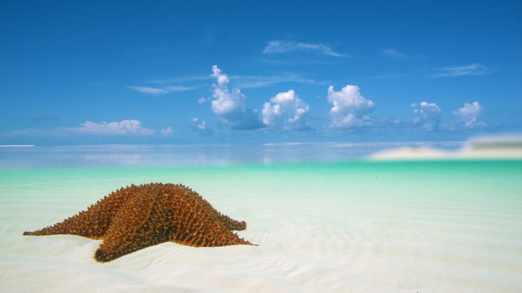 A starfish on a sandy beach with a blue sky at Staniel Cay.