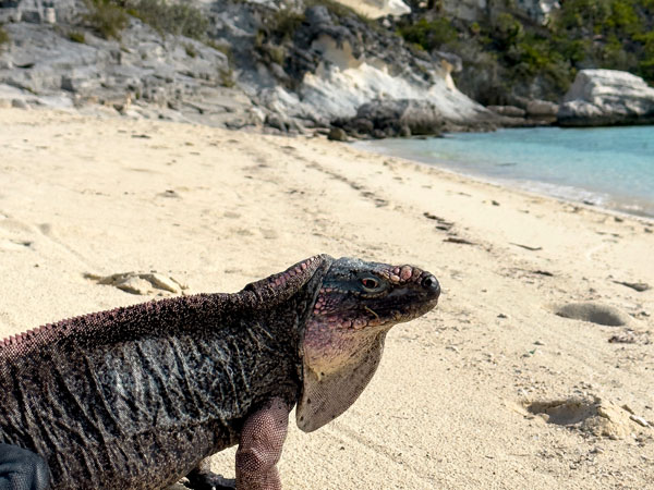 An iguana basking on a beach in the Bahamas.
