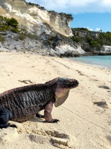 History of the Exuma Cays famous iguana