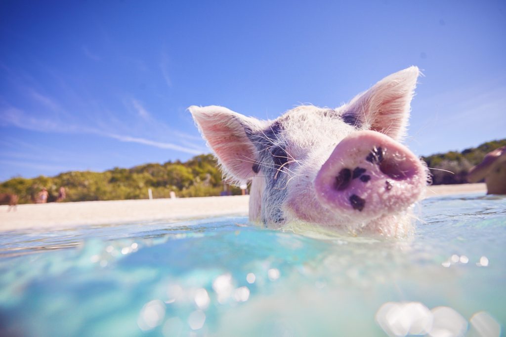 At Staniel Cay, a pig is swimming near the Yacht Club in the ocean.