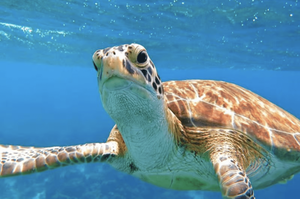 A close up of a sea turtle swimming in the ocean during a Bahamas all-inclusive vacation package.