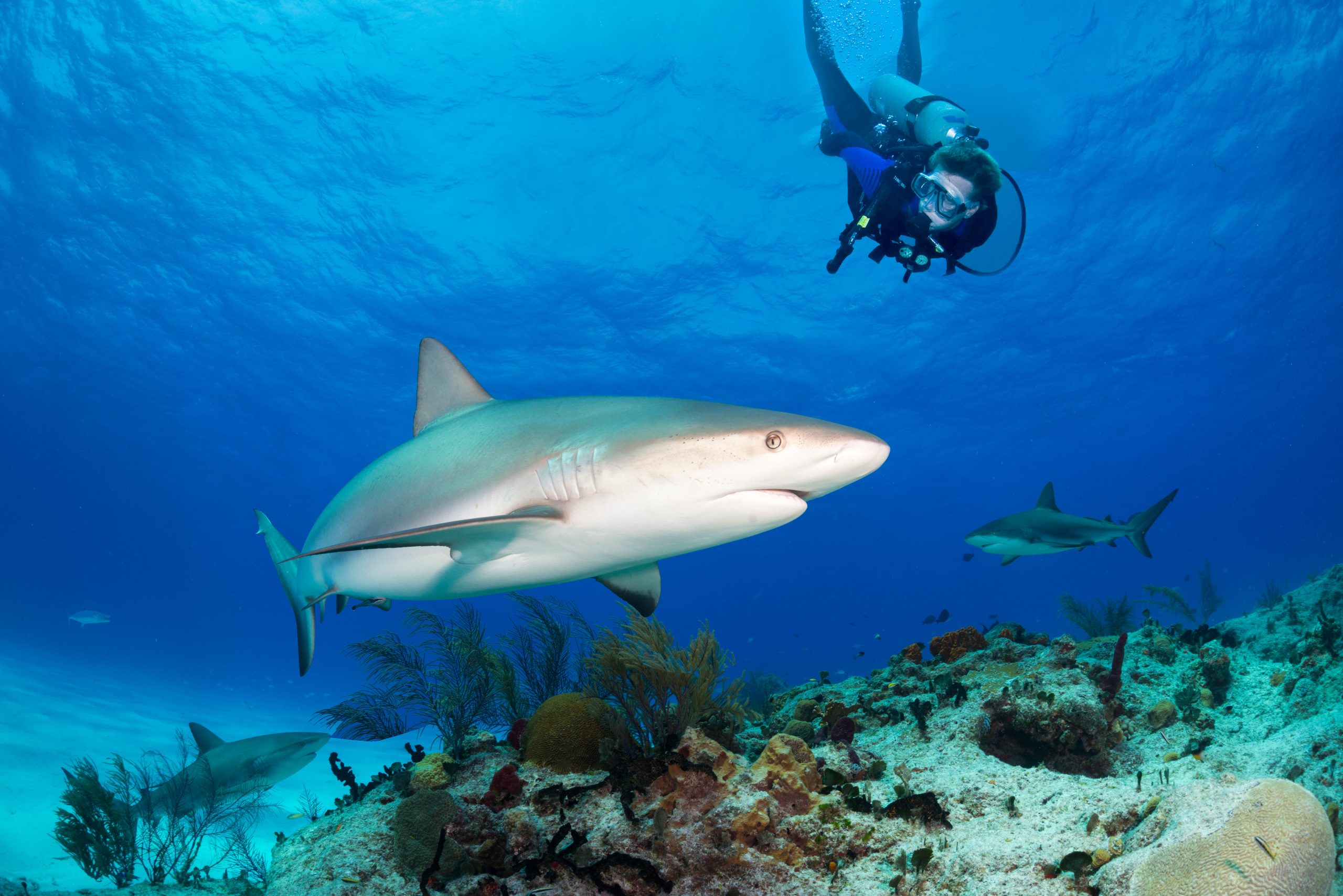 A scuba diver exploring the Bahamas while scuba diving with a shark.