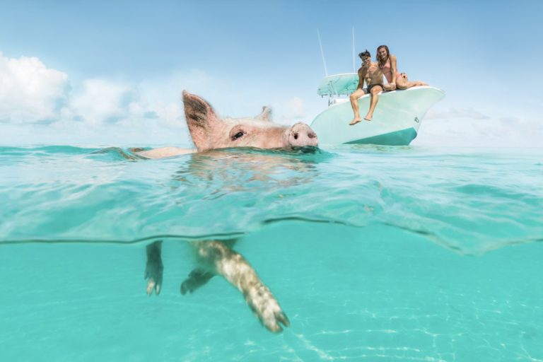 Staniel Cay Swimming Pigs Tour