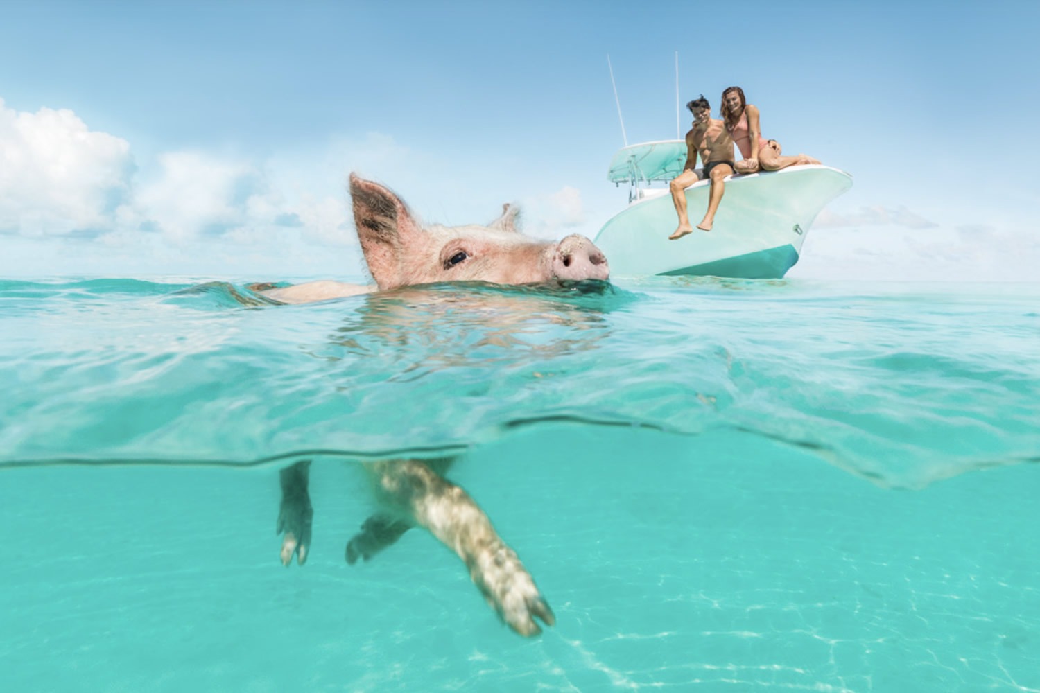 The Swimming Pigs of Staniel Cay