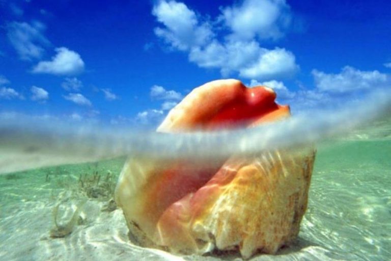 The majestic conch shell, native to the beautiful Cat Island in the Bahamas, softly rests at the bottom of the crystal-clear waters.
