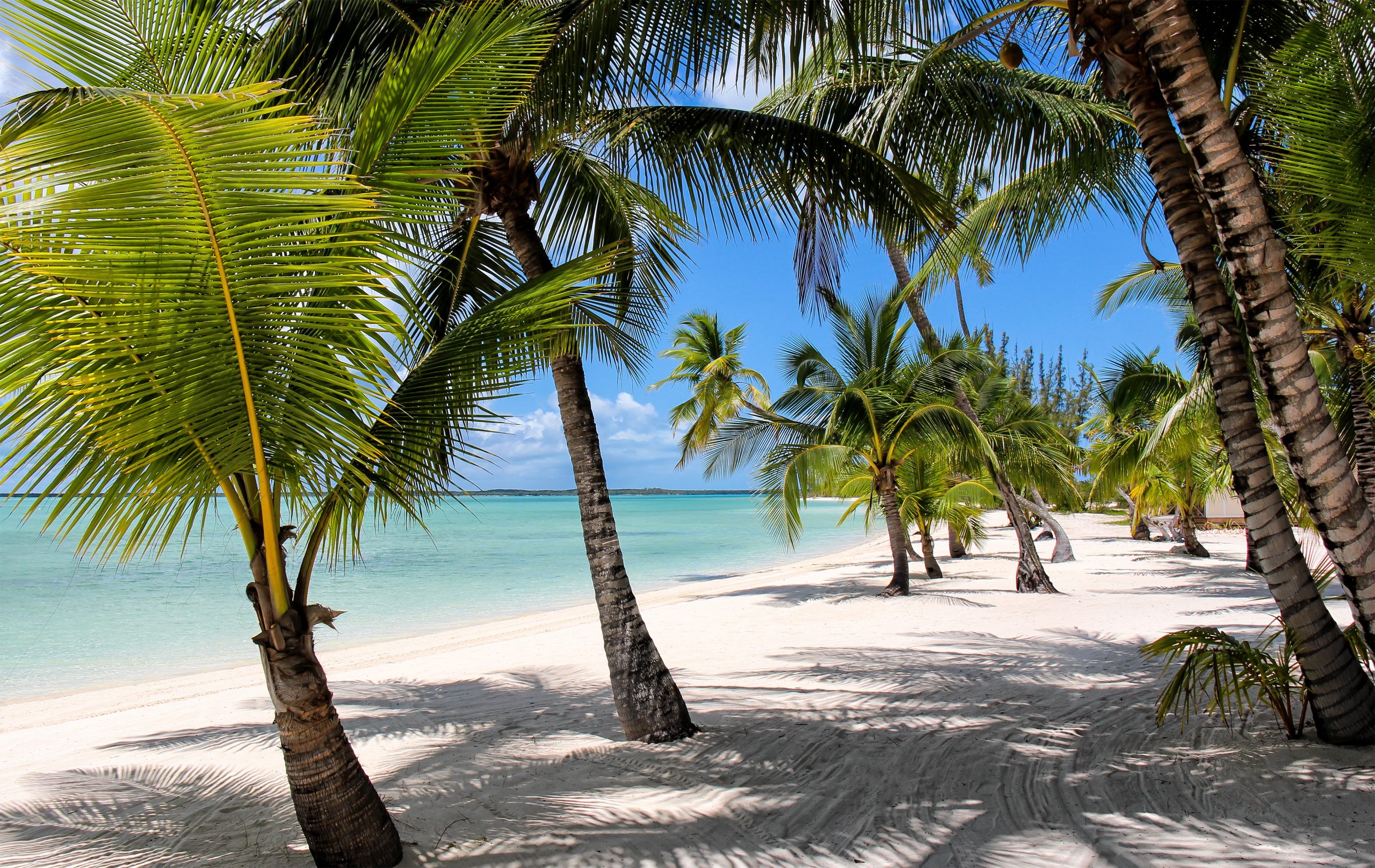 A tropical beach with white sand, tall palm trees, and clear blue water under a bright sky.Andros Bahamas Bahamas Island Travel