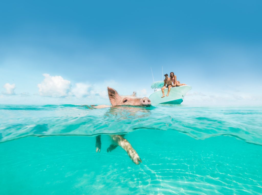 A pig swims in clear turquoise water while two people sit on a white boat in the background under a blue sky.