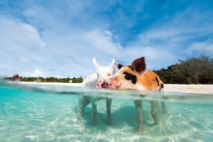 Two piglets, one white and one brown with black spots, standing in shallow, clear blue water at the beach with green foliage in the background, under a blue sky.